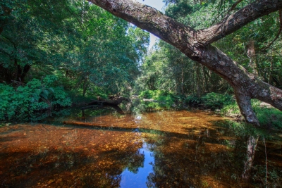 The Knysna Jubilee Creek - River